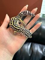 Пятнистый эублефар (Eublepharis macularius) Mack Snow Black Night (самец) 59/1