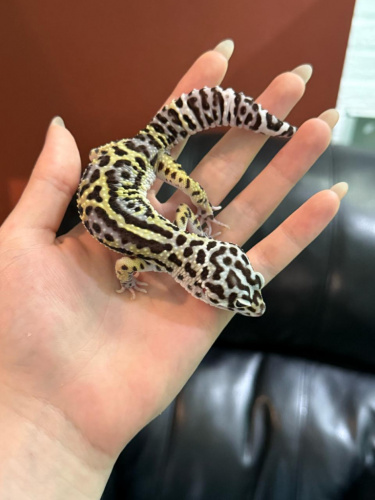 Пятнистый эублефар (Eublepharis macularius) Mack Snow Black Night (самец) 59/1