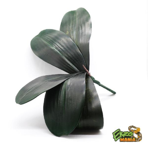 Фаленопсис без цв.