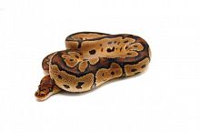 Королевский питон (Python regius) Lesser