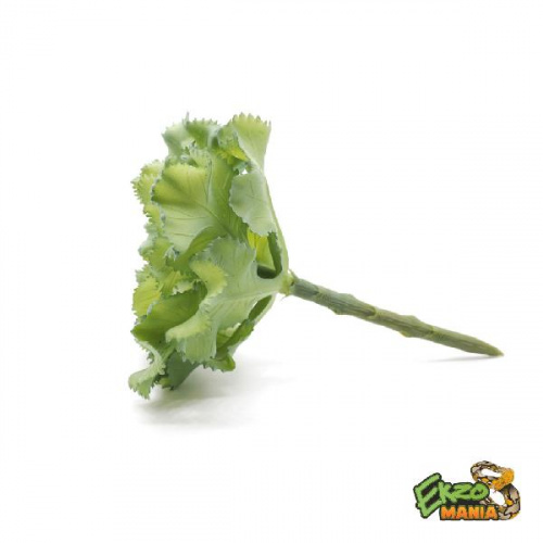 Суккулент 12