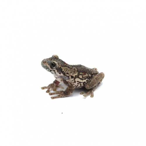 Краснопятнистая жабовидная квакша (Trachycephalus nigromaculatus), М фото 2