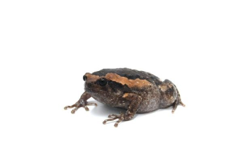 Украшенная бычья лягушка (Kaloula pulchra) - S