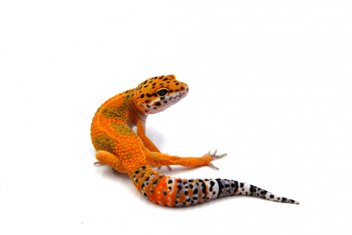 Пятнистый эублефар (Eublepharis macularius) Inferno (2025г) фото 4