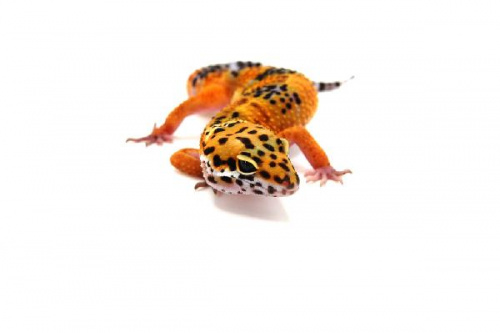 Пятнистый эублефар (Eublepharis macularius) Tangerine (2025г)