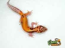 Пятнистый эублефар (Eublepharis macularius) Hypo Tangerine BCU