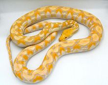 Сетчатый питон (Python reticulatus) Purple Albino Dwarf (21й год)