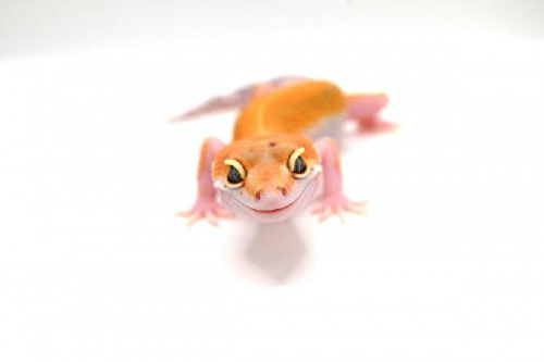 Пятнистый эублефар (Eublepharis macularius) White&Yellow (2025г)