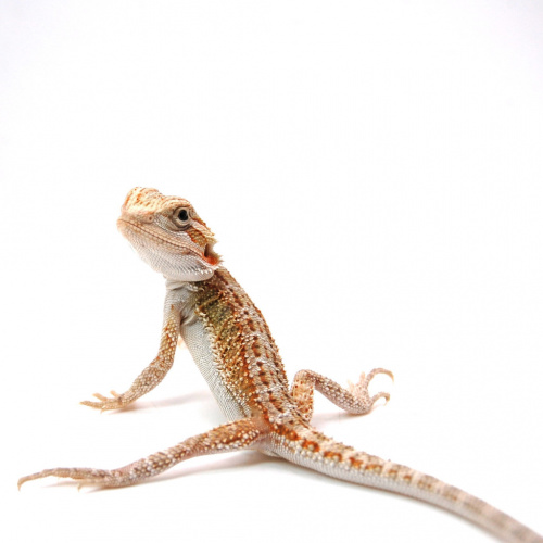 Бородатая агама  (Pogona vitticeps) Hypo het Zero, Trans фото 4