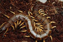 Scolopendra sp. "Vietnam black tip"
