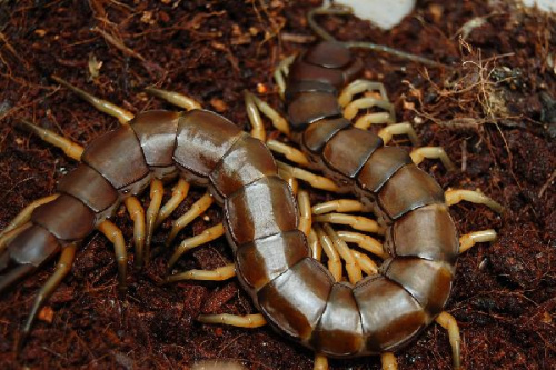 Scolopendra sp. "Vietnam black tip"