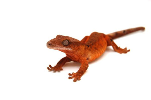 Реснитчатый бананоед (Rhacodactylus ciliatus) Bi-color (н/о)