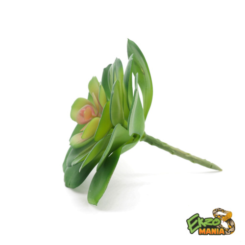 Суккулент 13 фото 3