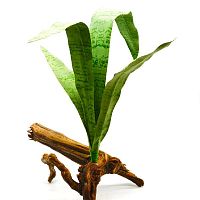 Сансевьера