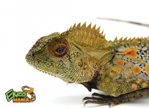 углоглав гоноцефал хамелеоновый (Gonocephalus chamaeleontinus) Central java фото 3