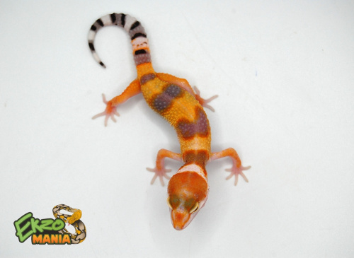 Пятнистый эублефар (Eublepharis macularius) White Hypo Tangerine фото 3