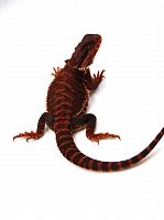 Бородатая агама (Pogona vitticeps) Red Monster het Trans, 66% het Hypo (самка)