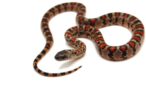 Мексиканская змея Тэйера (Lampropeltis Mexicana thayeri) фото 2