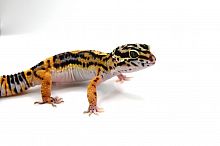 Пятнистый эублефар (Eublepharis macularius) Black Night phet Tremper Albino (12.2991) (2025г)