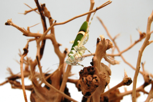 Опоясанный цветочный богомол (Theopropus sp Vietnam) фото 2