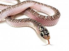 Королевская змея Брукса (Lampropeltis getula "brooksi") (самец)