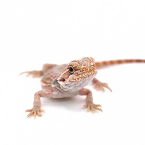 Бородатая агама (Pogona vitticeps) Hypo Trans фото 4