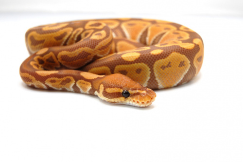 Королевский питон (Python regius) Ultramel фото 2