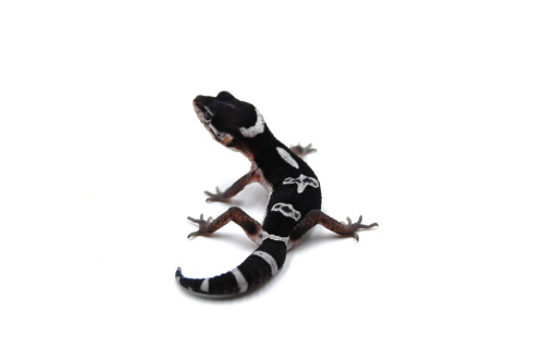 Пятнистый эублефар (Eublepharis macularius) Mack Snow cross Black Night het Eclipse, 66% het Tremper Albino (2025г) фото 2