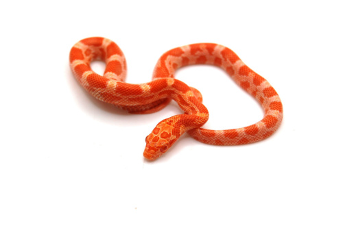 Маисовый полоз (Pantherophis guttatus) Albino фото 3