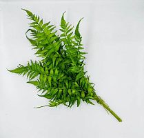 Папоротник №6