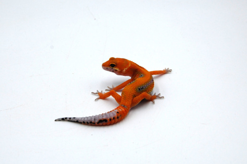 Пятнистый эублефар (Eublepharis macularius) Super Hypo Tangerine cross G-project (2025г) фото 2