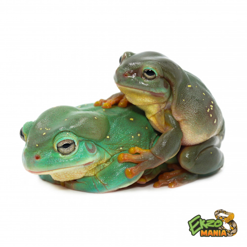 Литория очаровательная (Litoria splendida)