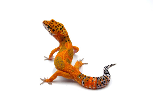 Пятнистый эублефар (Eublepharis macularius) Inferno (2025г) фото 5