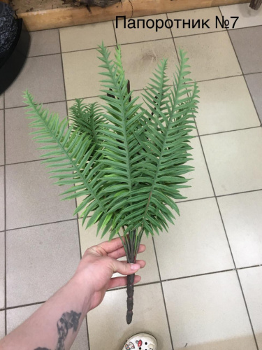 Папоротник №7 фото 2