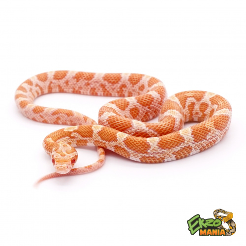 Маисовый полоз Creamsicle фото 2
