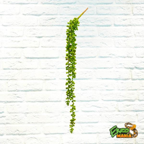 Самшит ампельн. мал.