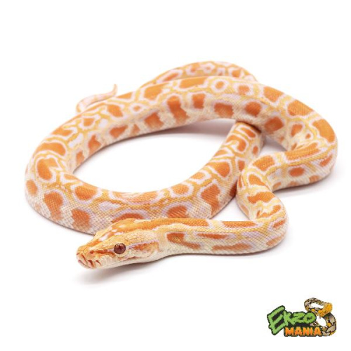 Тигровый питон (Python molurus) Albino (самец)
