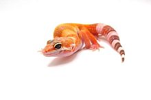 Пятнистый эублефар (Eublepharis macularius) Hypo Bell Albino