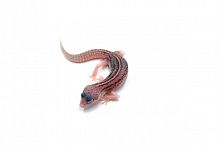 Пятнистый эублефар (Eublepharis macularius) Total Eclipse Tremper Albino (2025г)