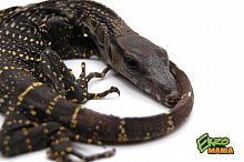 Варан Азиатский (Varanus rudicollis) Sumatra  S