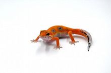 Пятнистый эублефар (Eublepharis macularius) Super Hypo Tangerine cross G-project (2025г)