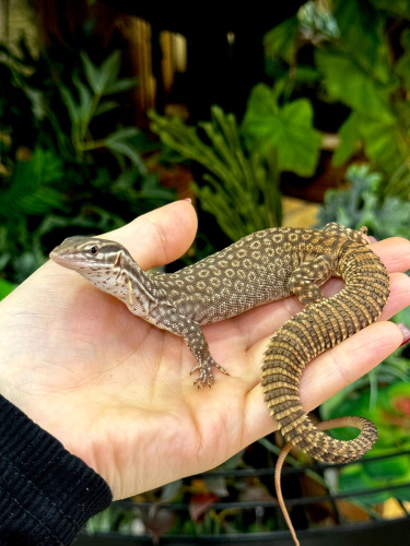 Кольцехвостый варан (Varanus Acanthurus) самец фото 2
