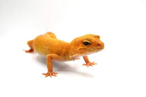 Пятнистый эублефар (Eublepharis macularius) Hypo Bell Albino (самка)