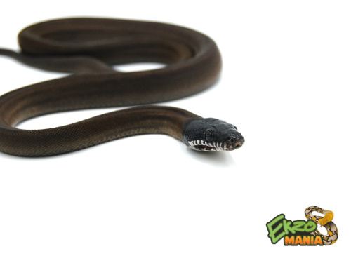 Белогубый питон южный (Leiopython albertisii) фото 2