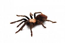 Паук Brachypelma albiceps самец L 8-9