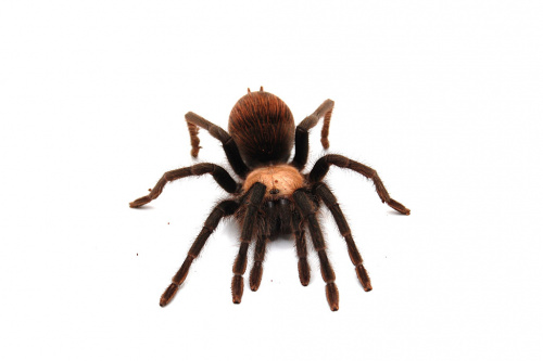 Паук  Brachypelma albiceps самка L 5-7 фото 2