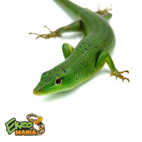 Сцинк Смарагдовый (Lamprolepis Smaragdina) Central Java фото 2