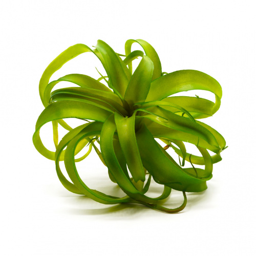 Тилландсия сред. фото 2