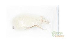 Крыса замороженная "Огромная" - 1 шт.