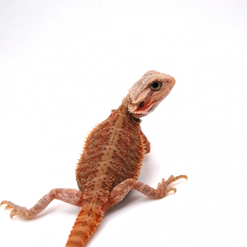 Бородатая агама (Pogona vitticeps) Hypo Trans het Zero фото 3
